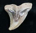 Hemipristis Shark Tooth Fossil #4142-1